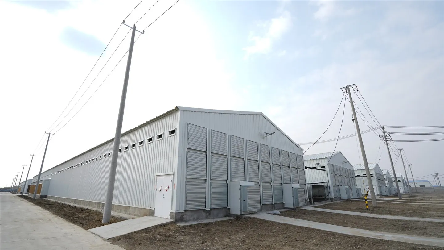 Attrezzatura per pollame con gabbie automatiche per batteria per pollame con gabbia per polli di tipo H a 4 livelli